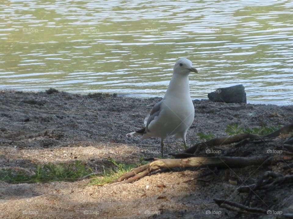 Seagull by the sea