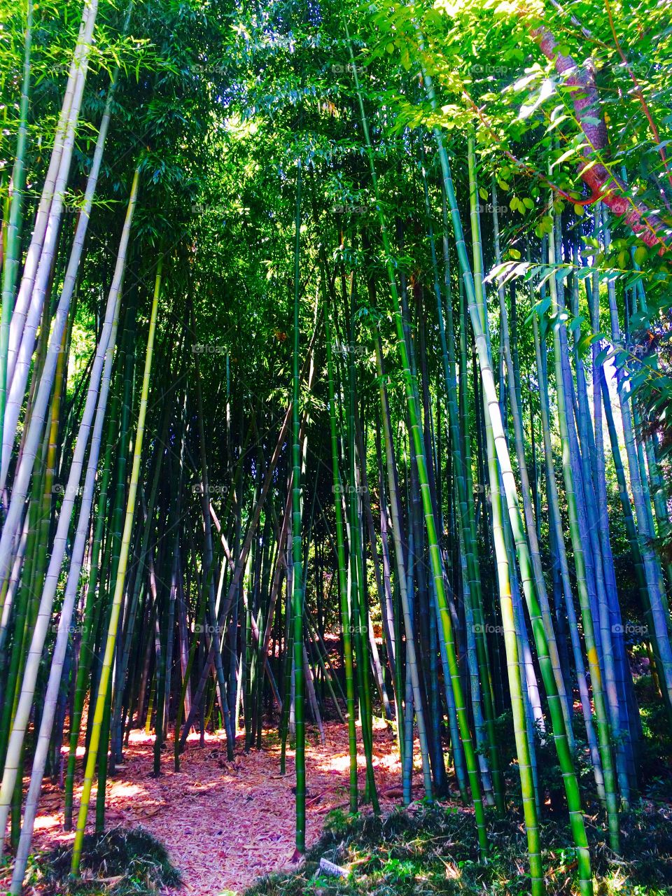Bamboo Forrest 2