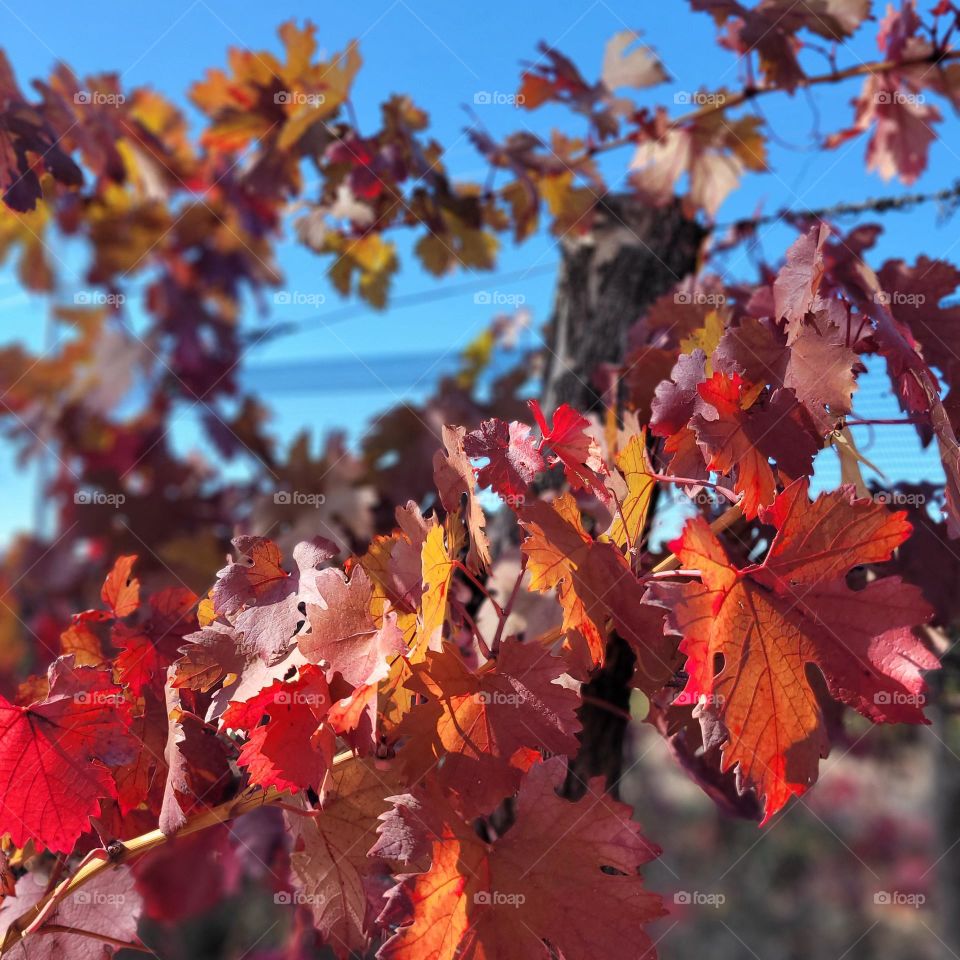 colores de otoño mendocino