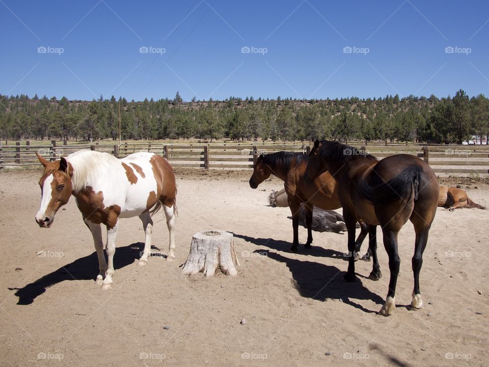 A group of horses of different breeds in their coral in Central Oregon on a sunny summer day. 