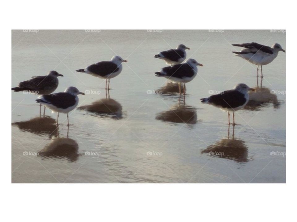 The reflection of the seagull 