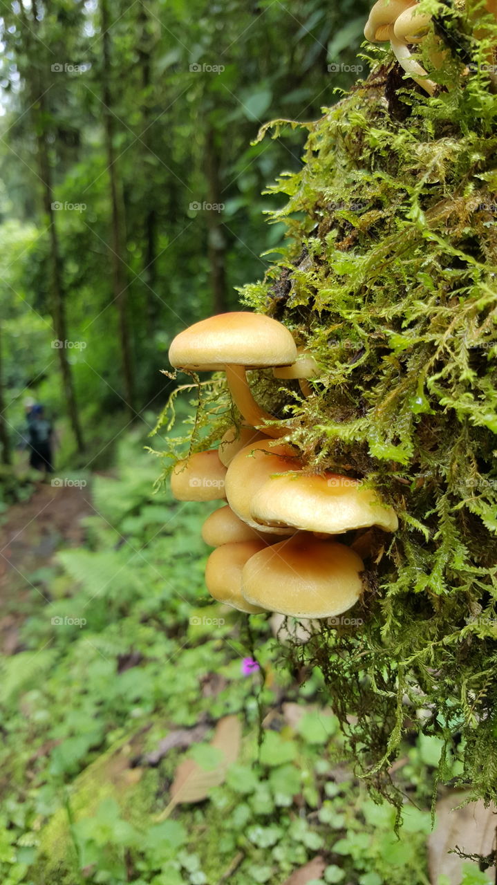 Close-up of mushroom in forest