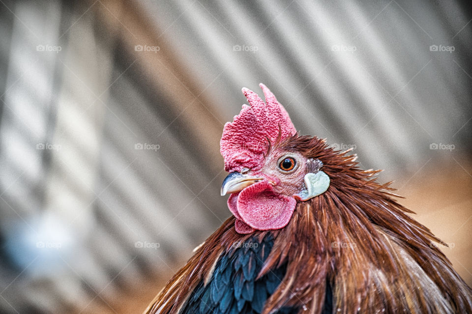 Close-up of chicken head