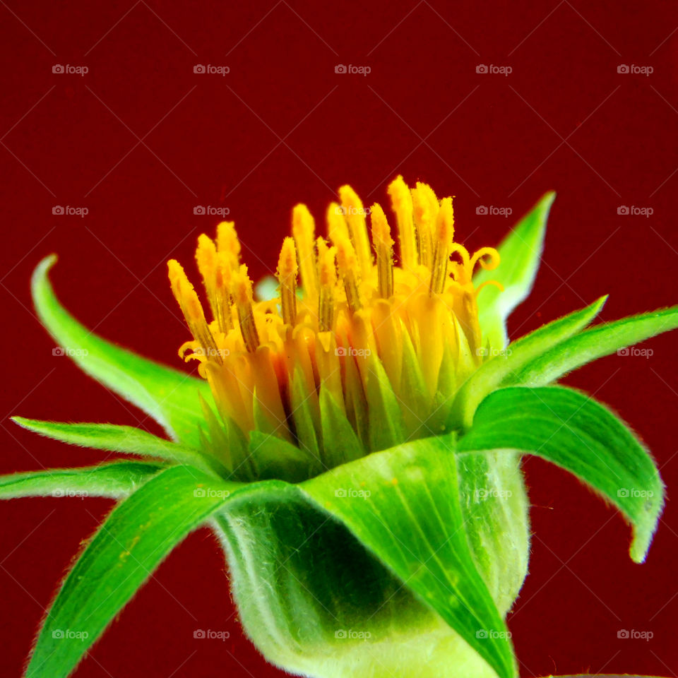 Yellow is my favorite color and it matches my disposition: cheerful and fun to be with, creative, critical of myself, and a perfectionist! Yellow is the best color to create enthusiasm for life and can awaken greater confidence and optimism! I love a challenge, particularly a mental challenge! 