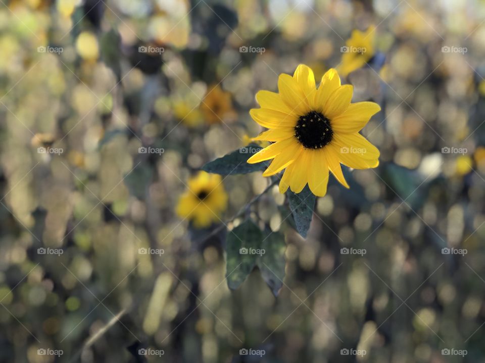 Sunflower
