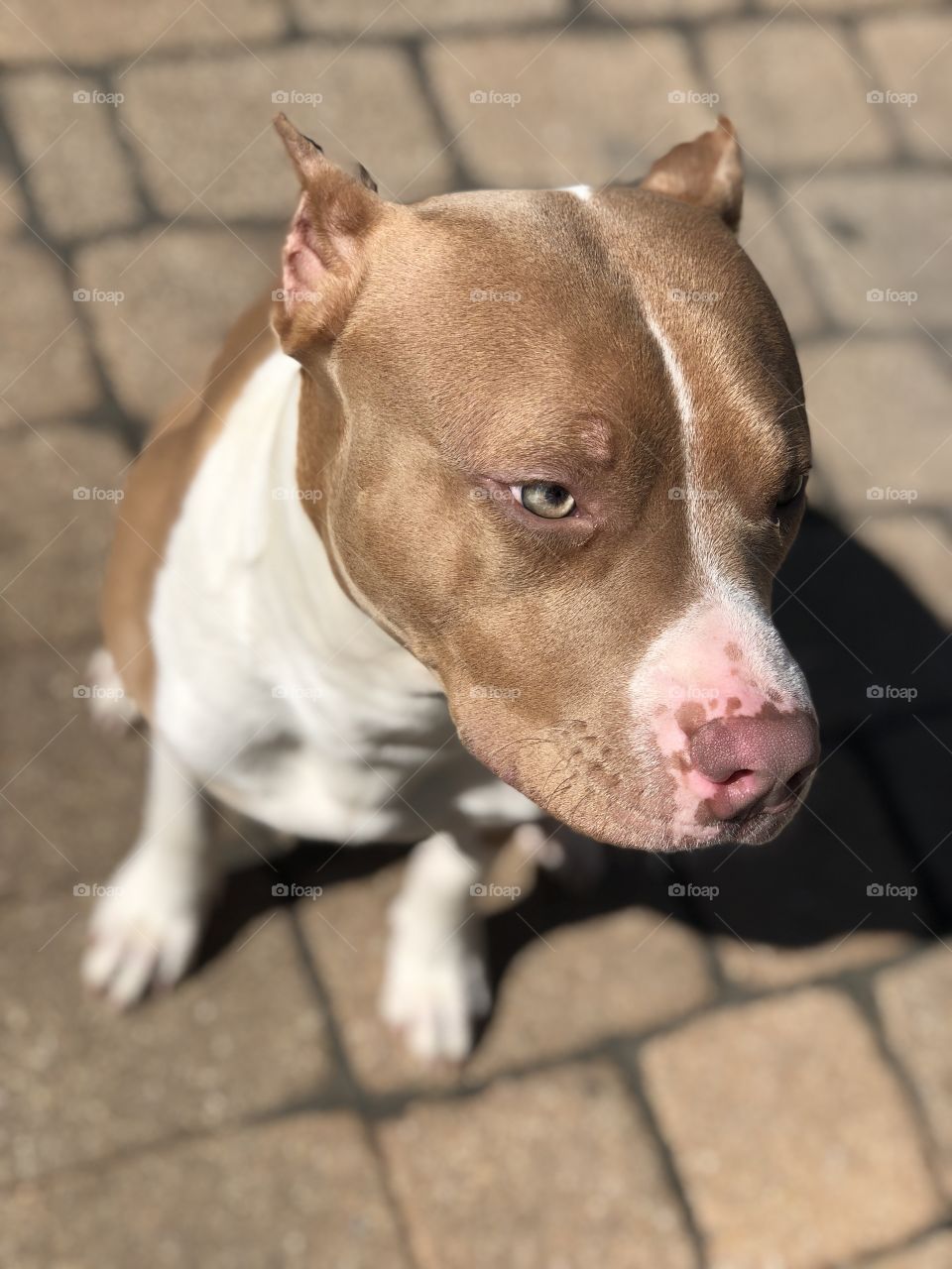 Red nose pit 