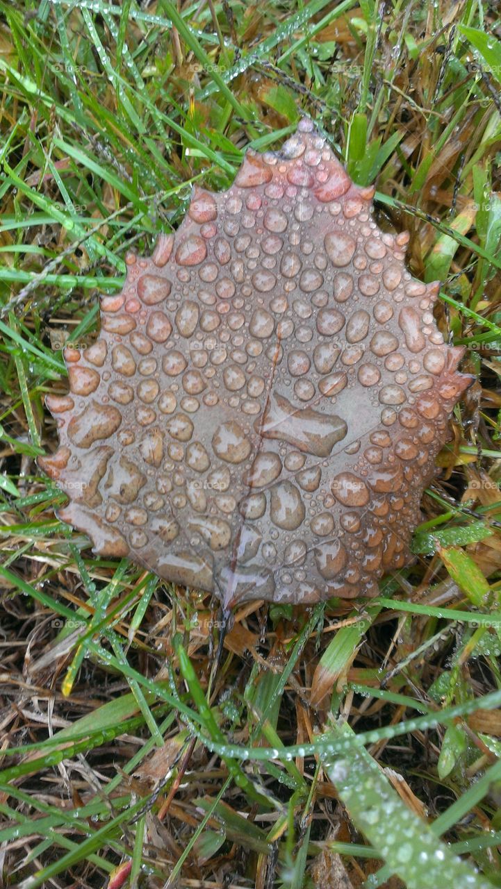 fresh rainy leaf