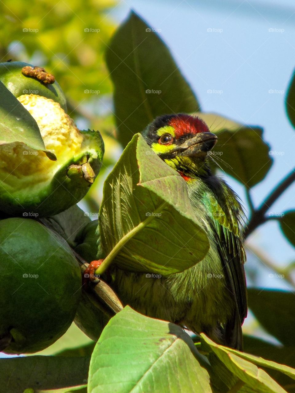 coppersmith barbet