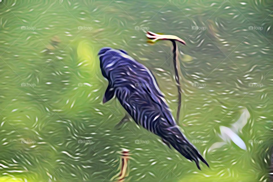 digital painting of a fish in a duck pond