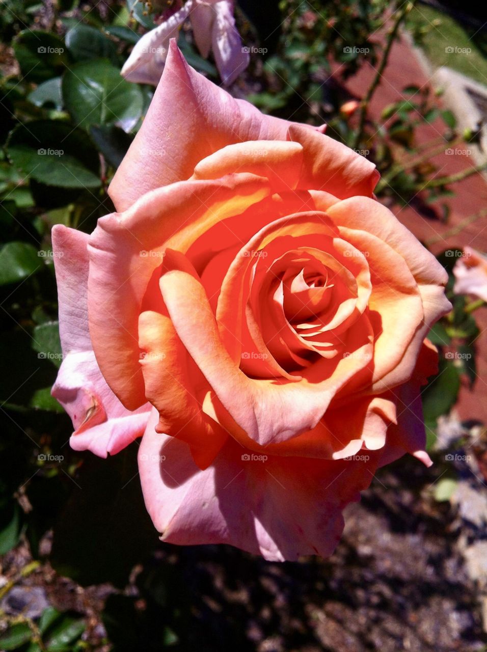 Close up of rose with lush peach tones in the middle and pink on the outside