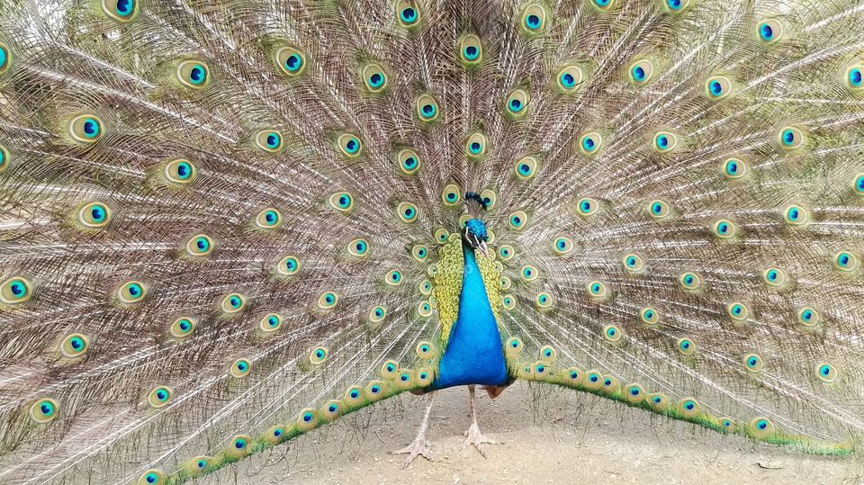 one beautiful peacock with the feathers opened