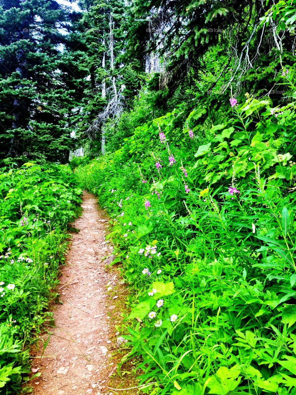 A hike near Waterton Lake