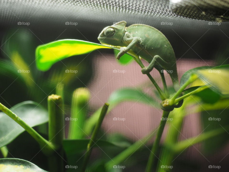 Chameleon, tiny, baby, 