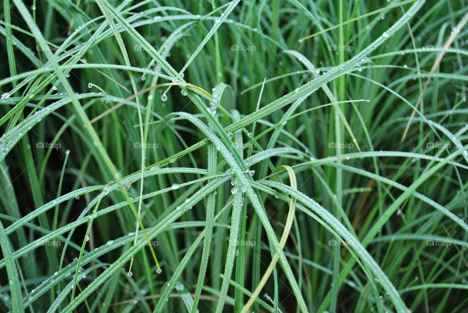 grass