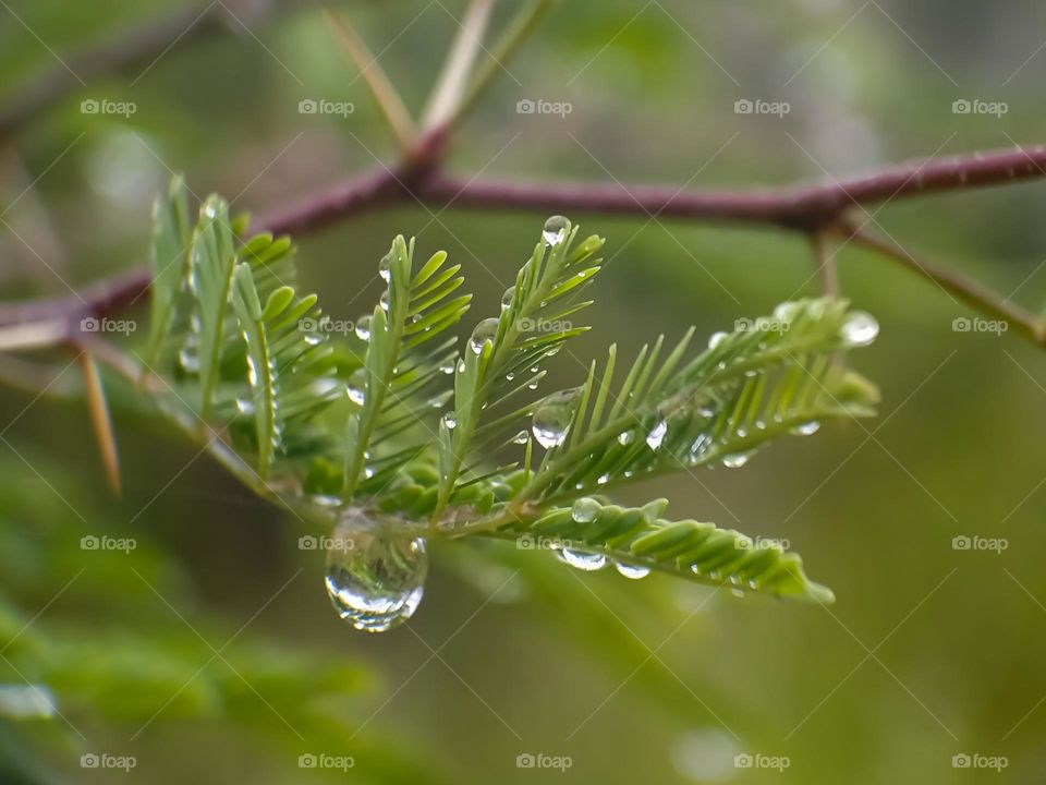 Close Up of a plant with raindrops.