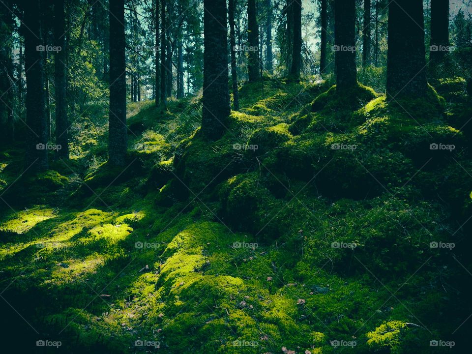 Early spring morning