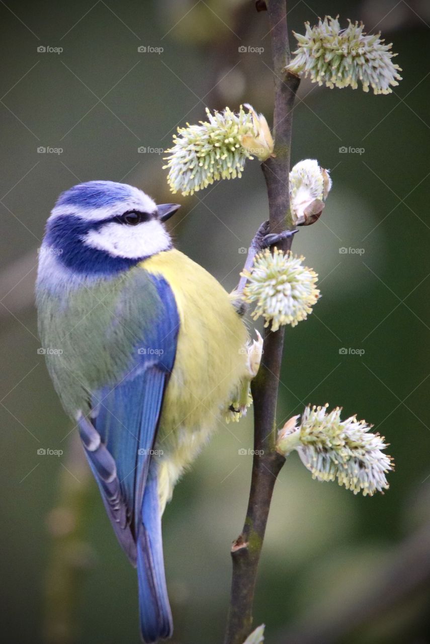 Blue Tit