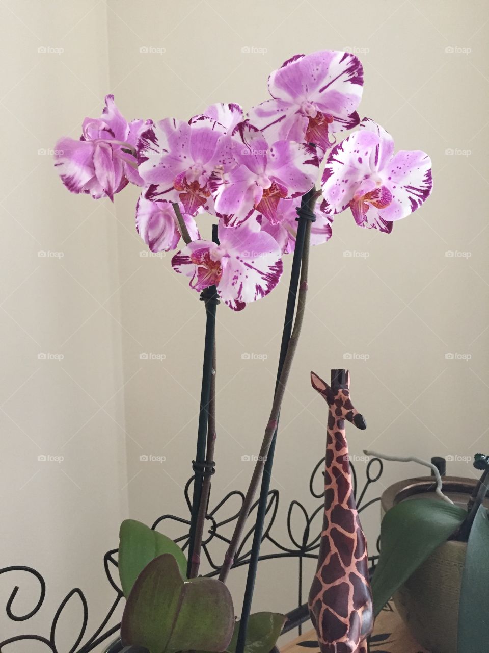 Orchids 