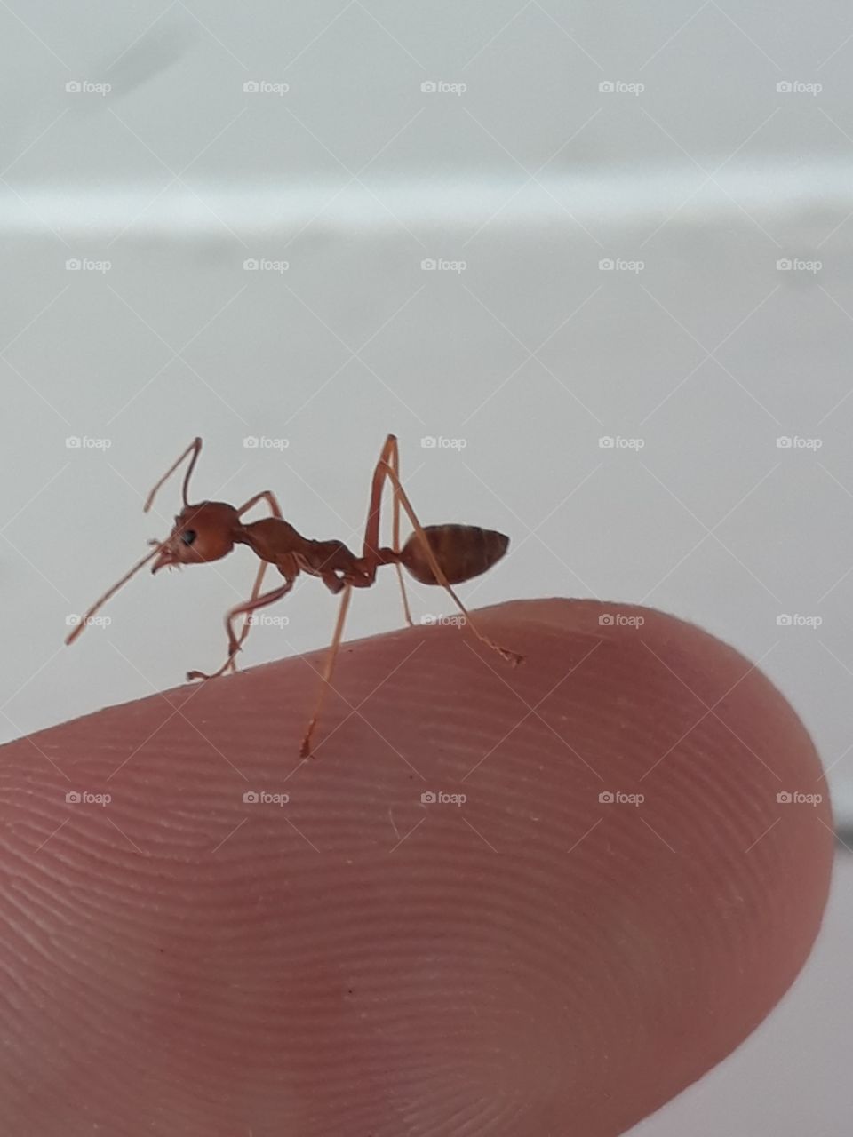 An elegant red ant on an adventure on my finger