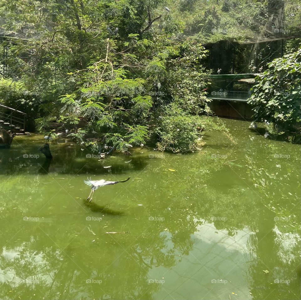 Graceful Flight Over Emerald Waters 💚