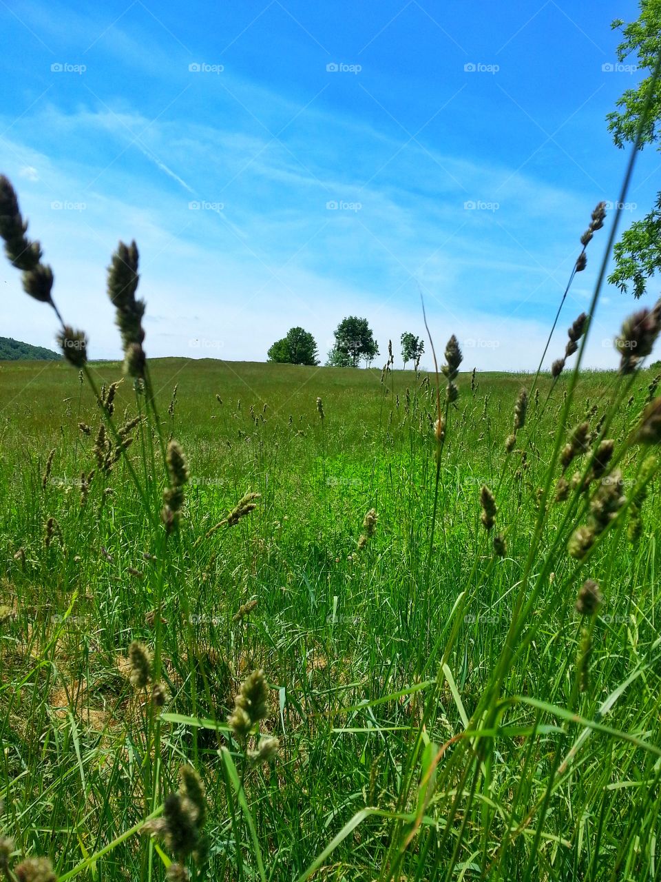 Beautiful sky and field
