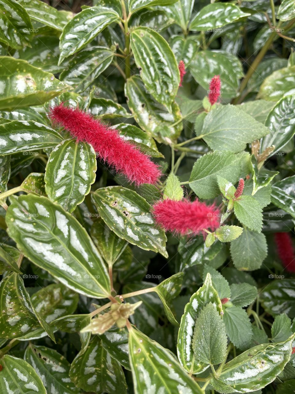 Flores e Plantas