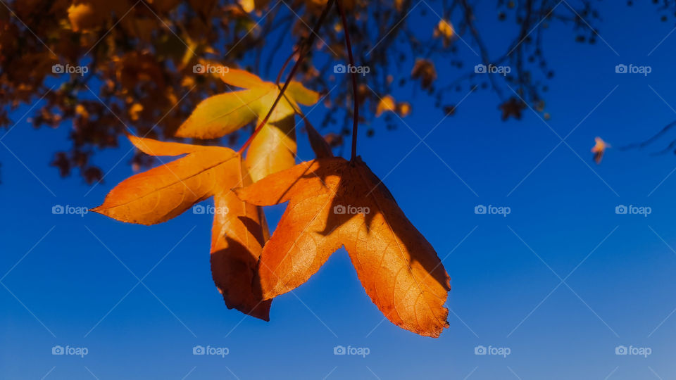 Beautiful Autumn sky, view from down under a tree