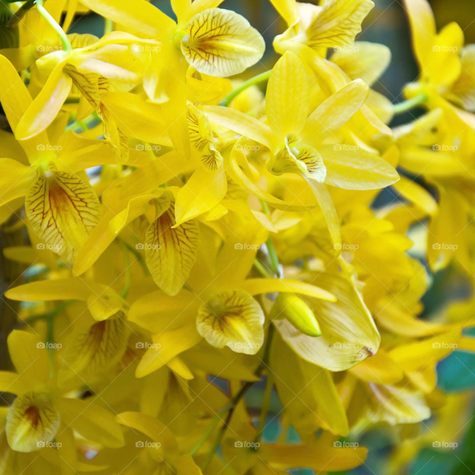 yellow flowers