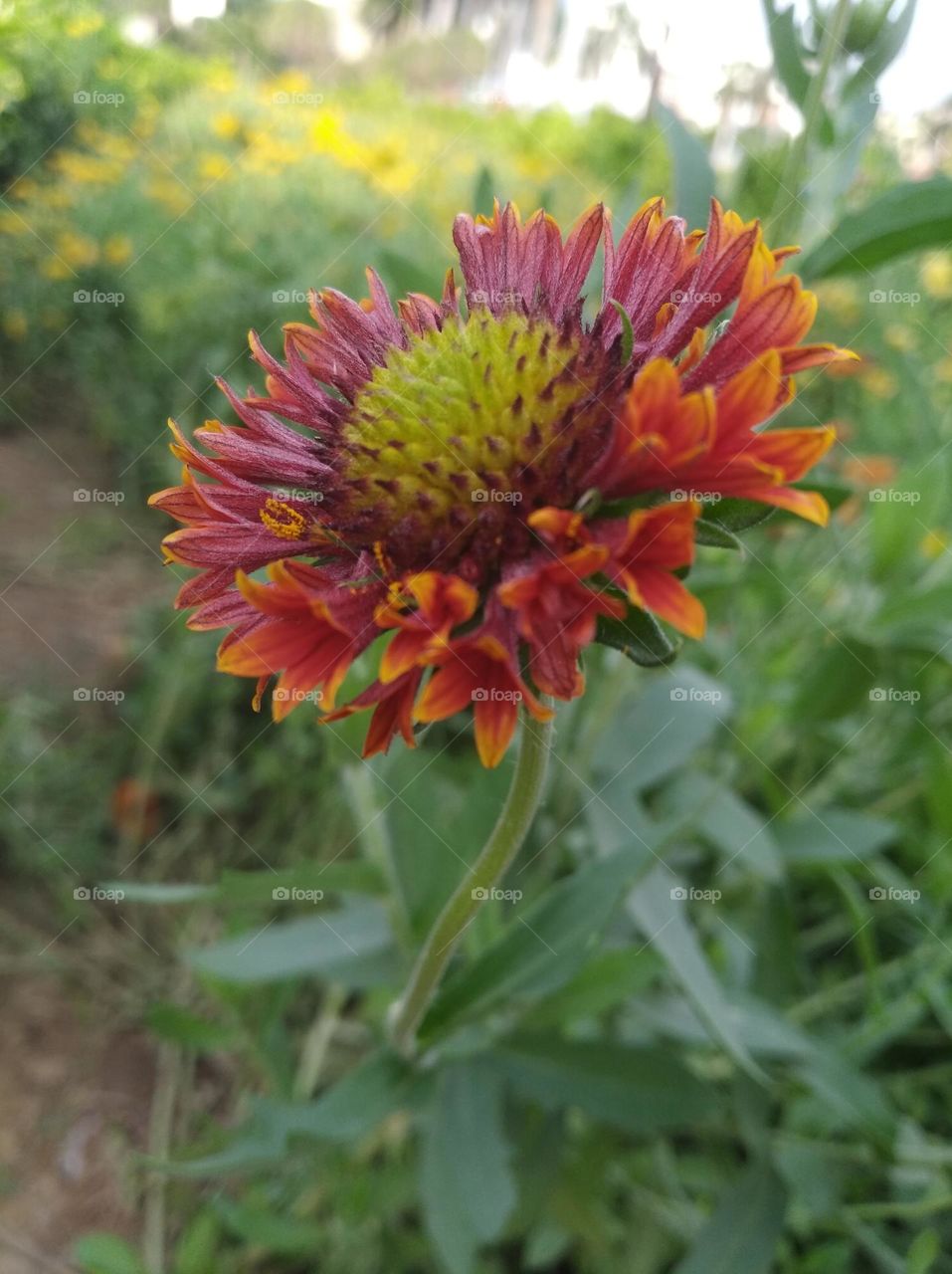 orange colour flowers seasonal fresh shurb small size looks very beautiful generally found everywhere