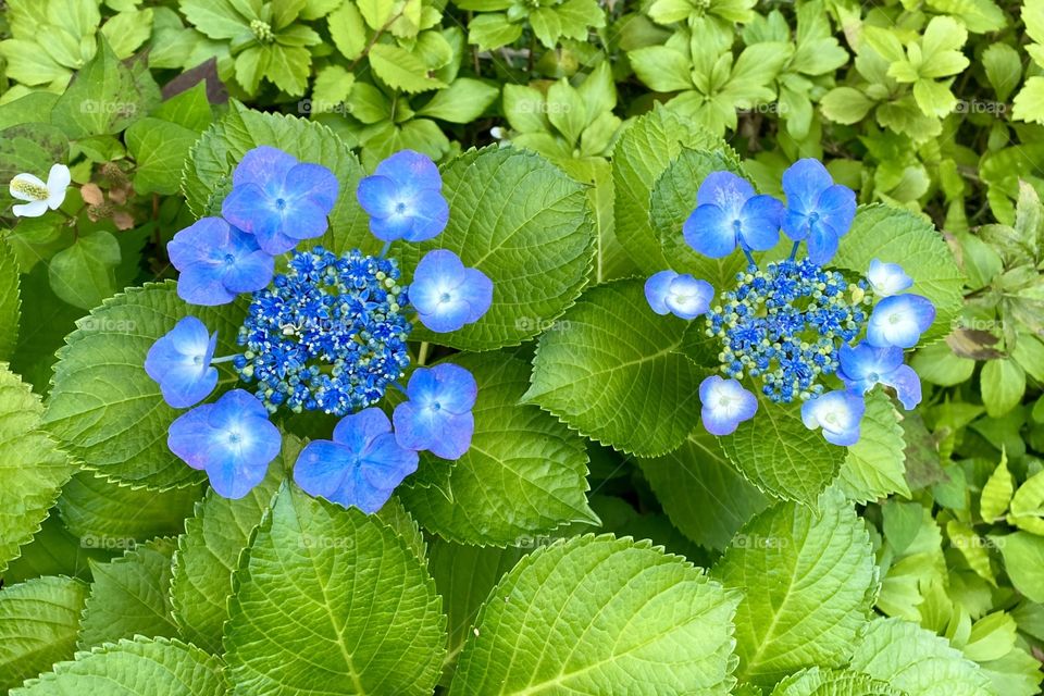 Blue hydrangea 