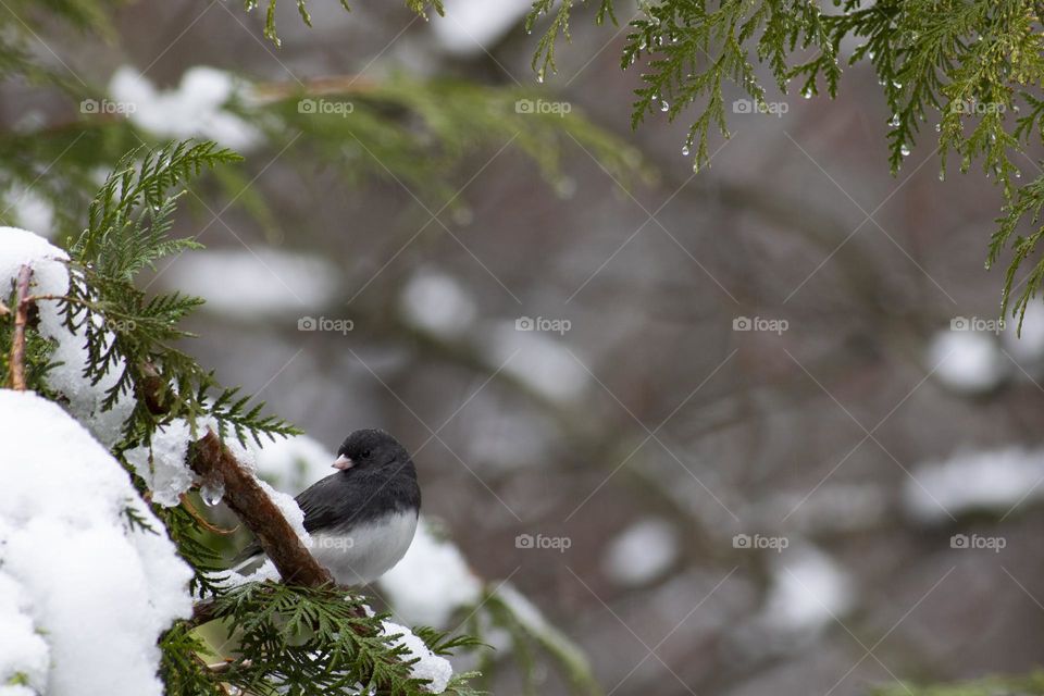 In the Shrubs on a snowy, rainy day; Dark Eyed Junco