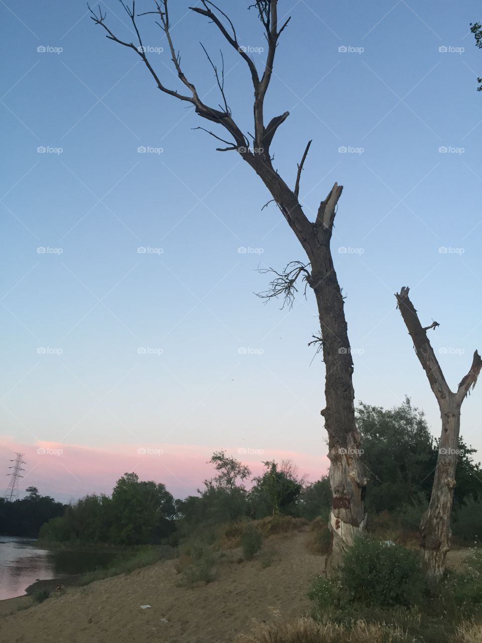 Favorite Trees in the Sunset. Sacramento River, Ca
