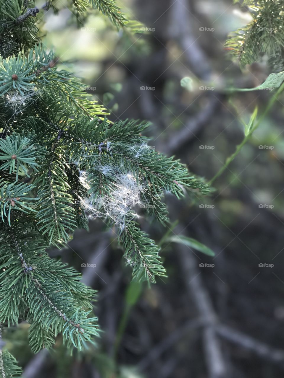 White dandelion seeds on pine tree
