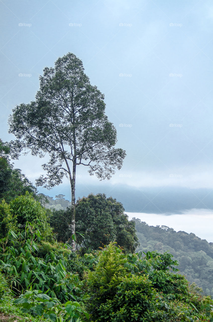 Trees scenery on the mountain.