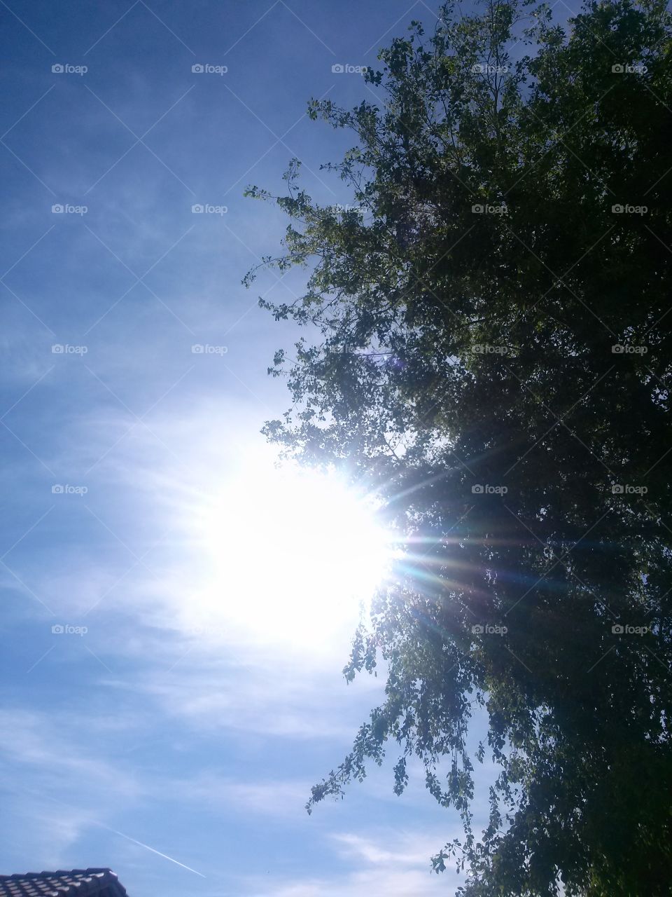 Sun shining thru the Leaves 
Of the Tree that is in Front 
of Me....... How brightly shining 
So Big and White  with Beams 
Of Rays  how Lovely to me