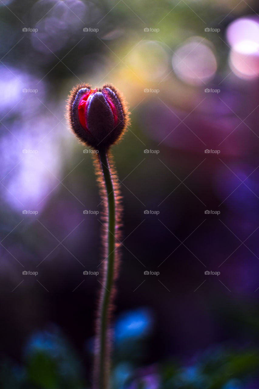 Light shining on a flower 