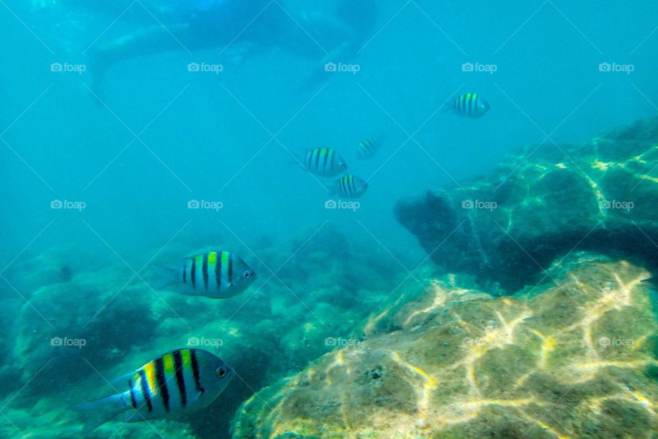 Damselfish