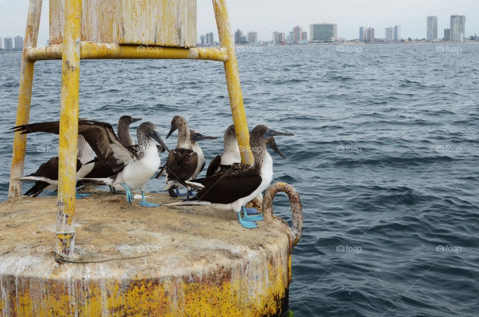 Blue footed boobies 