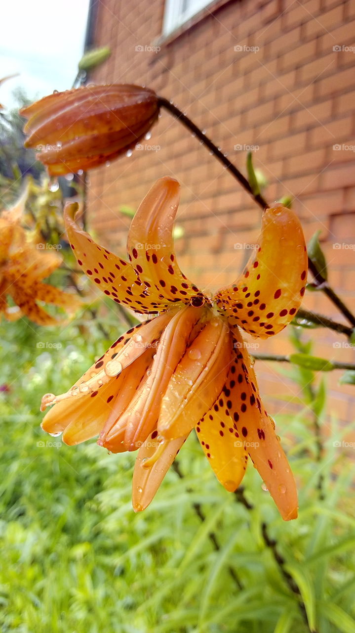 lilies after the rain. raindrops.