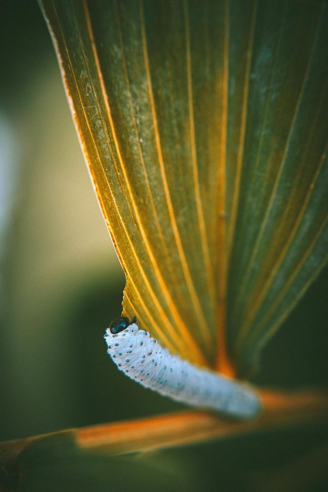 Wild life