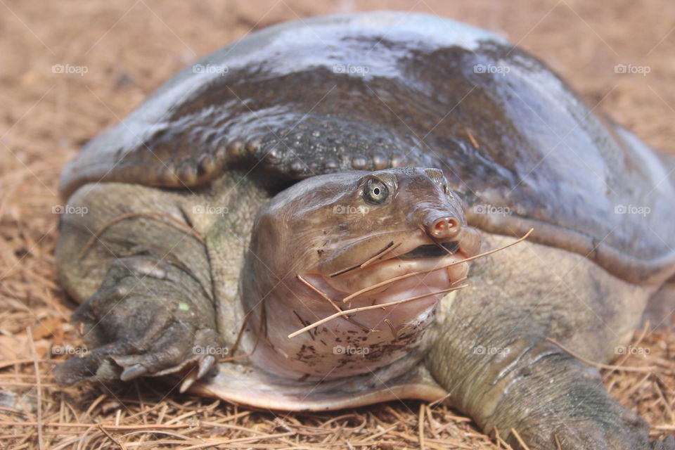 Snapper out of water