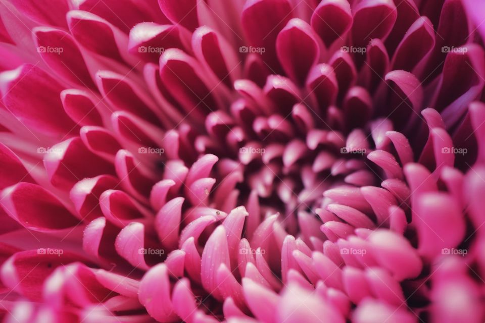 Chrysanthemum