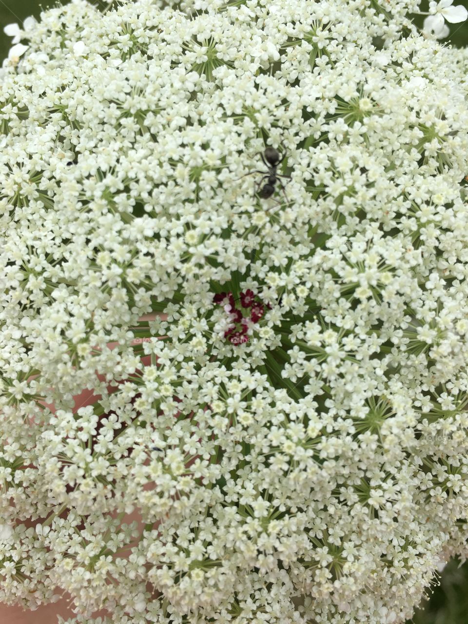Queen Anne’s Lace with Ant