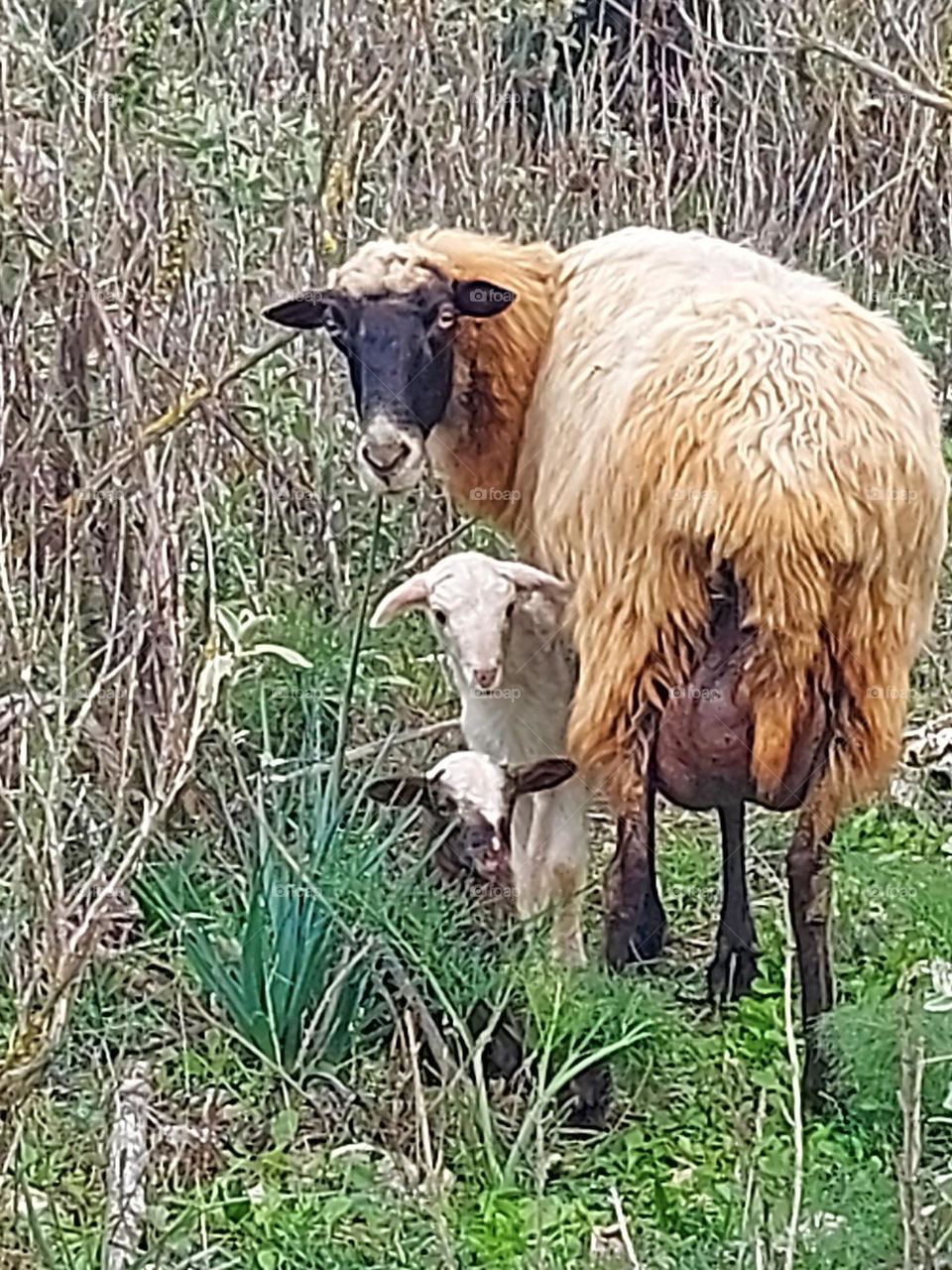 sheep crete