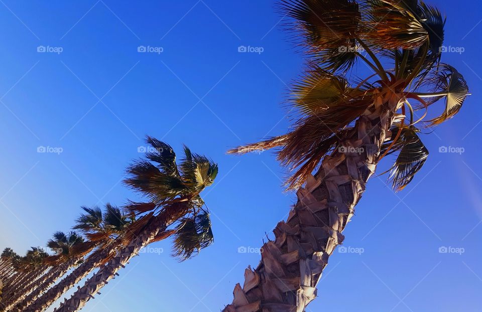 Palm trees in Spain