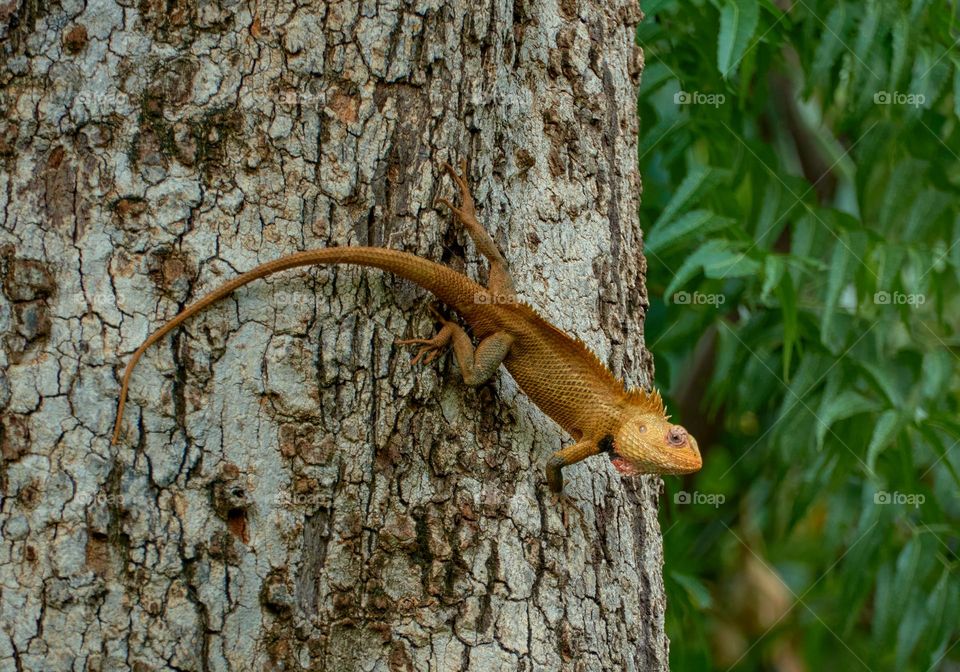 Oriental garden lizard  - natural beauty