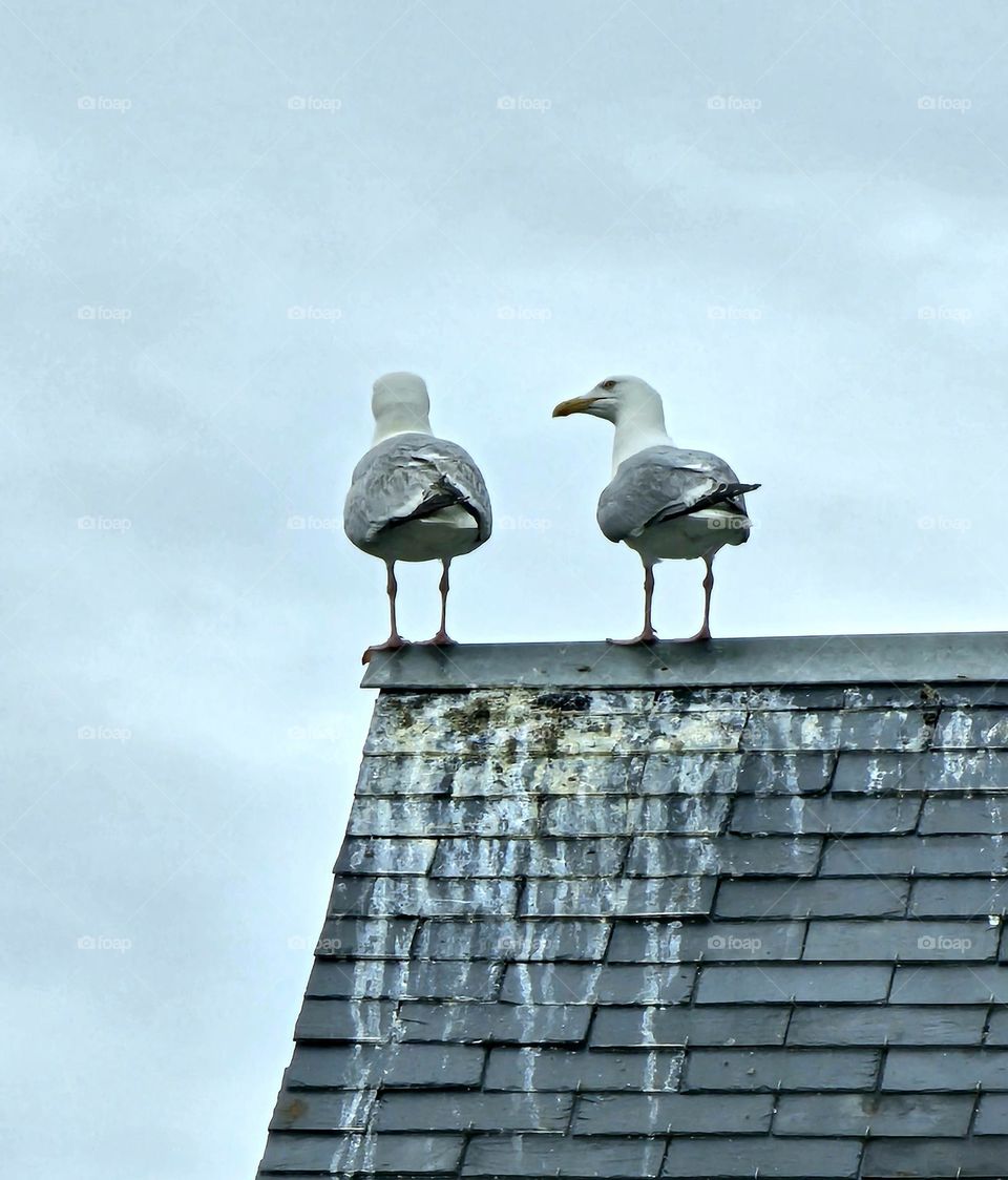 seagulls on a roof