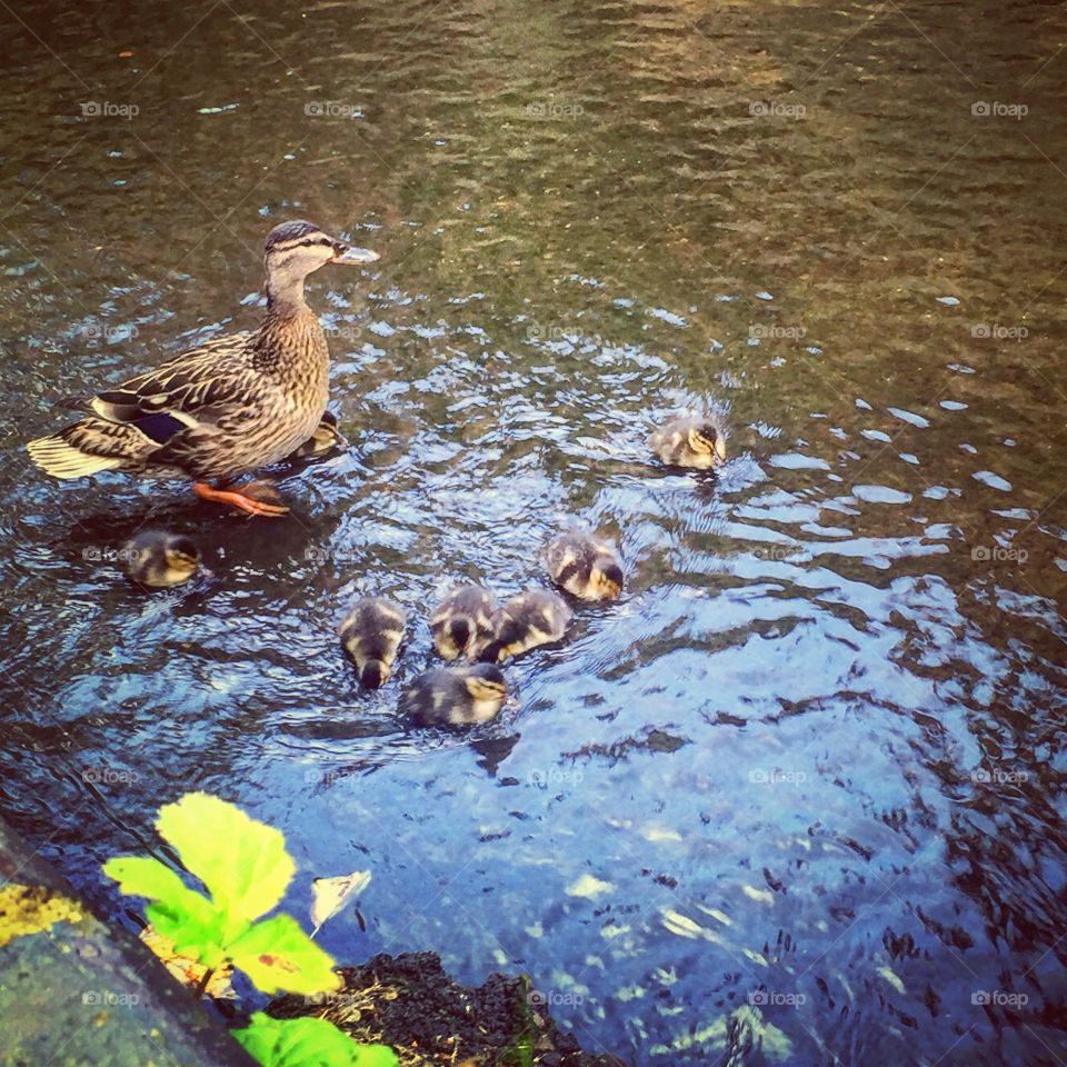 Mama duck & her ducklings! 