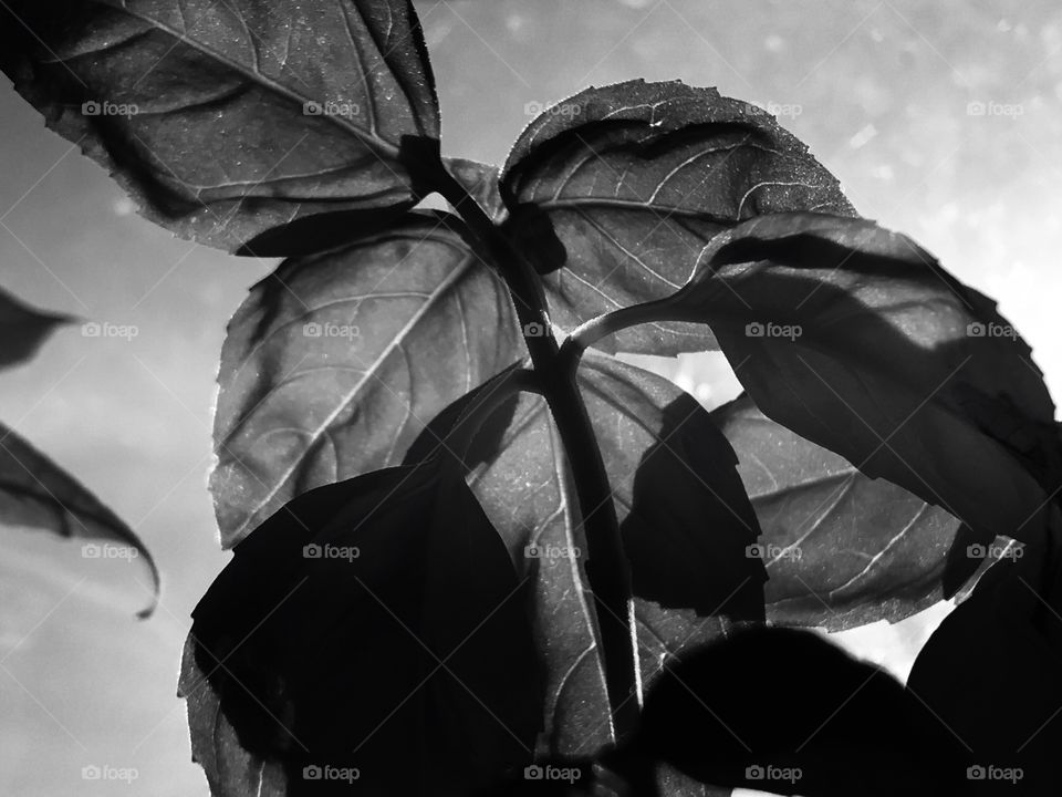 Back lit plant in black and white