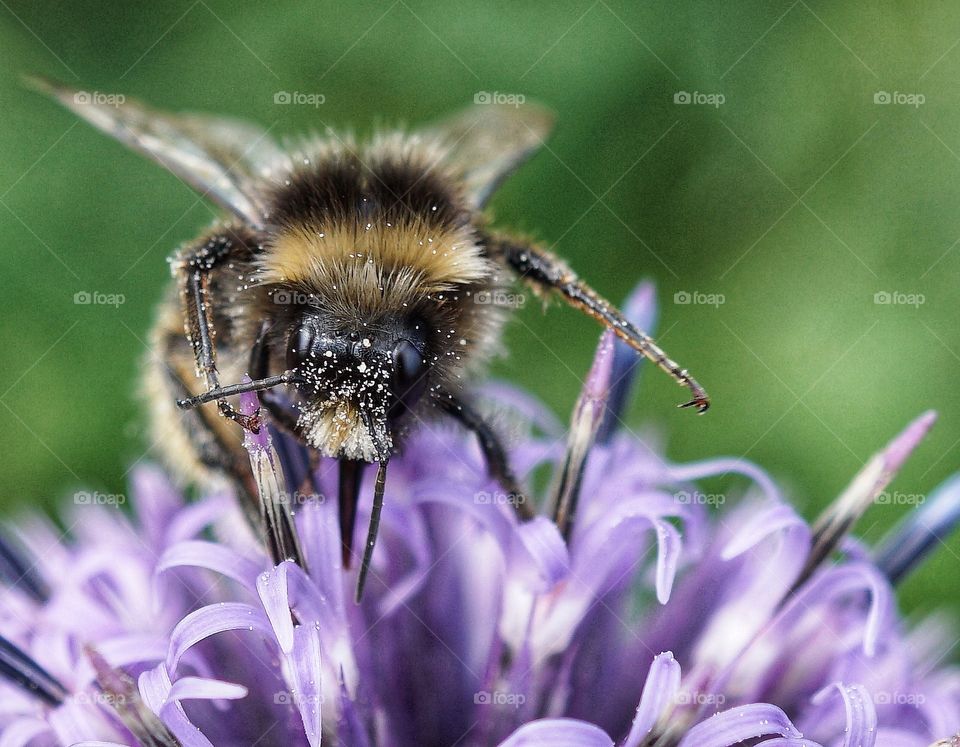 Bee clambering over a purple flower searching for pollen with a light dusting all over his face 🐝